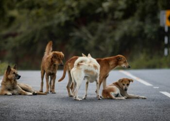 दिल्ली-NCR की सड़कों से गायब हो जाएंगे आवारा कुत्ते, सुप्रीम कोर्ट का आदेश- 8 हफ्तों में सभी को भेजा जाए शेल्टर होम