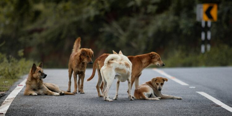 दिल्ली-NCR की सड़कों से गायब हो जाएंगे आवारा कुत्ते, सुप्रीम कोर्ट का आदेश- 8 हफ्तों में सभी को भेजा जाए शेल्टर होम