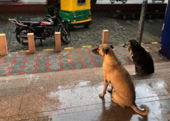 दिल्ली-NCR में आवारा कुत्तों को सड़कों से हटाने के फैसले पर सोशल मीडिया पर क्या रिएक्शन आए? यहां देखें