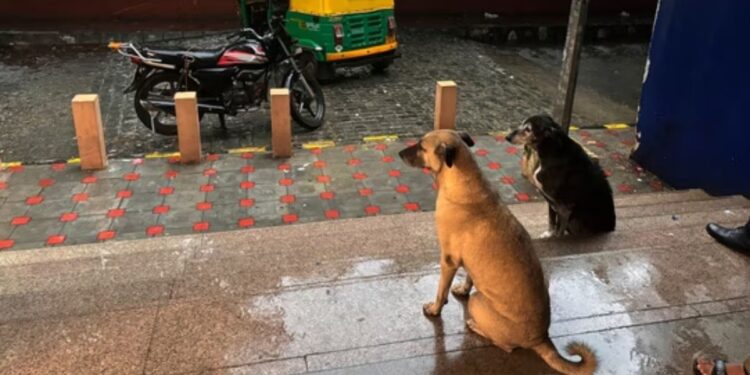 दिल्ली-NCR में आवारा कुत्तों को सड़कों से हटाने के फैसले पर सोशल मीडिया पर क्या रिएक्शन आए? यहां देखें