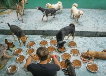 आवारा कुत्ते सड़कों पर रहेंगे या शेल्टर होम जाएंगे? स्ट्रे डॉग्स पर ‘सुप्रीम’ फैसला आज