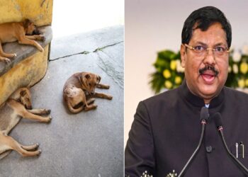 सुप्रीम कोर्ट का आवारा कुत्तों को हटाने का फैसला पलट जाएगा? जानें CJI गवई ने क्या कहा