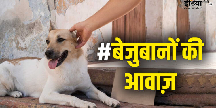 #बेजुबानों की आवाज़: India TV की मुहिम में लोगों ने नसबंदी के अलावा और क्या सुझाए उपाय, जानिए