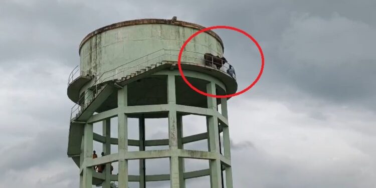 जब ‘शोले’ का वीरू बन गया सांड, 50 फीट ऊंची पानी टंकी पर चढ़ गया, फिर…VIDEO