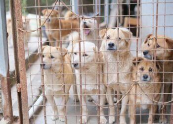 सुप्रीम कोर्ट का दिल्ली-NCR के आवारा कुत्तों को लेकर आदेश, तीन जजों की बेंच करेगी रिव्यू