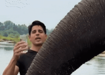Sidharth Malhotra gave his Leftover water to the elephant, Trollers lashed out | सिद्धार्थ मल्होत्रा ने हाथी को पिलाया झूठा पानी: वीडियो सामने आई तो ट्रोलर्स ने लगा दी क्लास, कहा- वो गणपति बप्पा का स्वरूप हैं