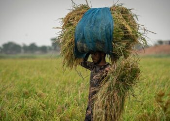 उत्तर प्रदेश, हरियाणा में कब शुरू होगी धान की खरीद, सरकार ने किया MSP और तारीखों का ऐलान
