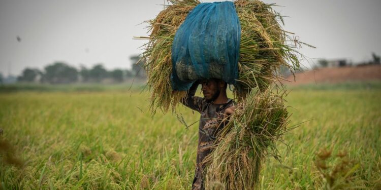 उत्तर प्रदेश, हरियाणा में कब शुरू होगी धान की खरीद, सरकार ने किया MSP और तारीखों का ऐलान