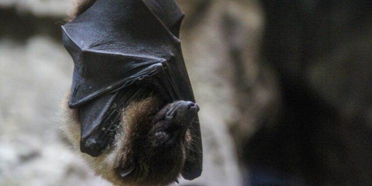 इस राज्य में सुनहरे बालों वाला मिला चमगादड़, घूमे हुए ट्यूब जैसी है नाक, भारत में पाया गया पहली बार