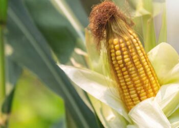 यूपी में इस दिन शुरू होगी मोटे अनाज की सरकारी खरीद- चेक करें ज्वार, बाजरा, मक्का की MSP