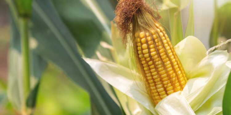 यूपी में इस दिन शुरू होगी मोटे अनाज की सरकारी खरीद- चेक करें ज्वार, बाजरा, मक्का की MSP