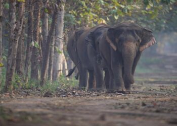सुप्रीम कोर्ट के फैसले के बाद वंतारा ने जारी किया बयान, कहा- “जीवन भर पशु-पक्षियों की रक्षा करुणा के साथ करते रहेंगे”