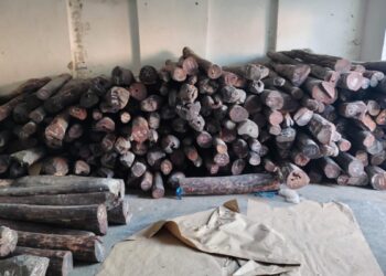 दिल्ली पुलिस STF ने 10 टन लाल चंदन की लकड़ी की बरामद, कीमत जानकर उड़ जाएंगे होश, तस्कर गिरफ्तार