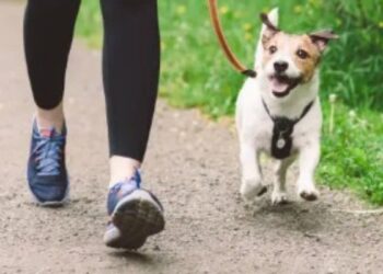 कुत्ते के साथ मॉर्निंग वॉक पर निकली महिला, युवक ने मैडम कहकर बुलाया, फिर पैंट की जिप खोलकर करने लगा अश्लील हरकत