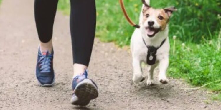 कुत्ते के साथ मॉर्निंग वॉक पर निकली महिला, युवक ने मैडम कहकर बुलाया, फिर पैंट की जिप खोलकर करने लगा अश्लील हरकत