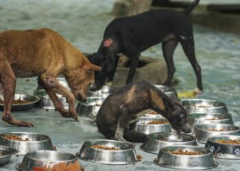 आवारा कुत्तों को सड़क से न हटाने की अपील, 100000 से ज्यादा लोगों ने सुप्रीम कोर्ट में लगाई लेटर पिटीशन