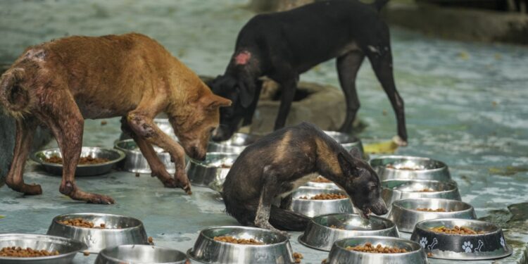 आवारा कुत्तों को सड़क से न हटाने की अपील, 100000 से ज्यादा लोगों ने सुप्रीम कोर्ट में लगाई लेटर पिटीशन