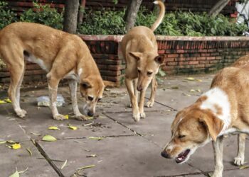 ‘8 हफ्ते में सभी सरकारी संस्थानों में बाड़ लगाएं, हाईवे से जानवरों को हटाएं’, आवारा पशुओं के मामले में सुप्रीम कोर्ट का फैसला