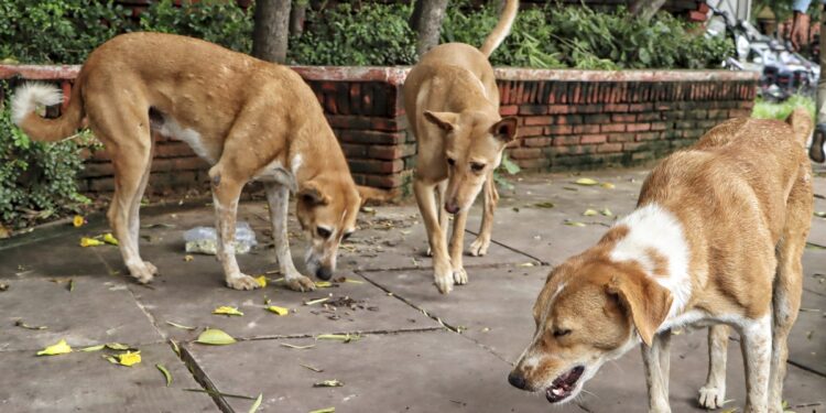 ‘8 हफ्ते में सभी सरकारी संस्थानों में बाड़ लगाएं, हाईवे से जानवरों को हटाएं’, आवारा पशुओं के मामले में सुप्रीम कोर्ट का फैसला
