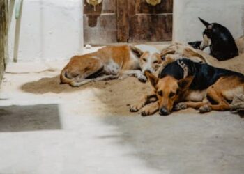 सड़क पर नवजात को नोचता दिखा कुत्तों का झुंड, हुई मौत; नहीं हो सकी बच्ची की पहचान