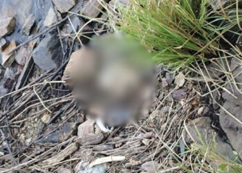 ओडिशा: मलकानगिरी में तनाव, महिला का कटा हुआ सिर बरामद, शव मिलने के बाद 5 दिन से ढूंढ रही थी पुलिस