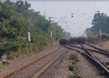VIDEO: रेलवे ट्रैक पर फिर पहुंचा 30 हाथियों का झुंड, असम ट्रेन हादसे के बाद बढ़ी चिंता