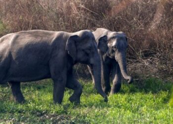 असम में राजधानी एक्सप्रेस की चपेट में आने से 8 हाथियों की मौत, इंजन समेत पांच डिब्बे पटरी से उतरे