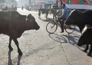 किसानों की बल्ले-बल्ले, आवारा पशु पालने पर 12000 रुपये प्रति महीने तक दे रही ये सरकार, जानिए स्कीम
