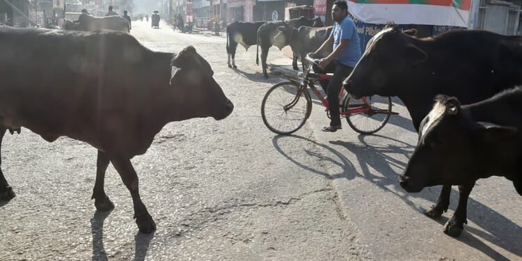 किसानों की बल्ले-बल्ले, आवारा पशु पालने पर 12000 रुपये प्रति महीने तक दे रही ये सरकार, जानिए स्कीम