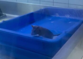 Domino’s के किचन में घूमता मिला चूहा, वीडियो वायरल होने के बाद कंपनी ने दिया ये जवाब