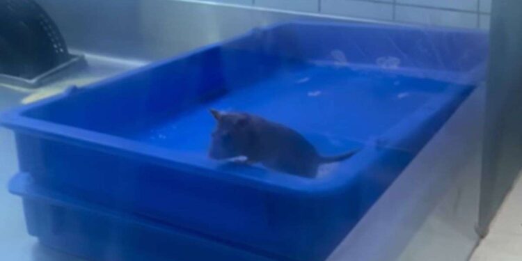 Domino’s के किचन में घूमता मिला चूहा, वीडियो वायरल होने के बाद कंपनी ने दिया ये जवाब