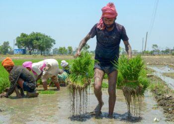 भारत बना दुनिया का सबसे बड़ा चावल उत्पादक, चीन को छोड़ा पीछे- कृषि मंत्री ने खुद दी जानकारी
