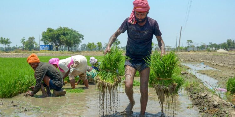 भारत बना दुनिया का सबसे बड़ा चावल उत्पादक, चीन को छोड़ा पीछे- कृषि मंत्री ने खुद दी जानकारी