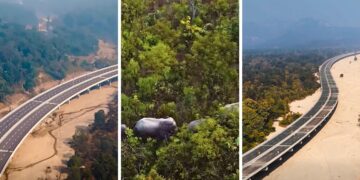ऊपर फर्राटा भरेंगी गाड़ियां, नीचे टहलेंगे हाथी! जंगल के बीच से गुजरेगी सड़क, दिल्ली-देहरादून के बीच NHAI ने बनाया अनोखा हाईवे!