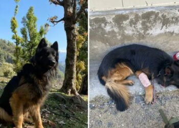 स्निफर डॉग टायसन की कहानी, जैश ए मोहम्मद के 3 आतंकियों का सफाया कराया, पैर में गोली खाई पर नहीं छोड़ा सैनिकों का साथ