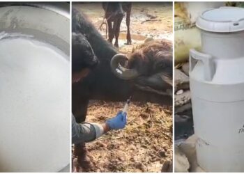 मिलावटी दूध का कहर, 48 घंटे के अंदर किडनी फेल होने से 4 की मौत, 12 अस्पताल में भर्ती, सभी की 65 से ज्यादा की उम्र