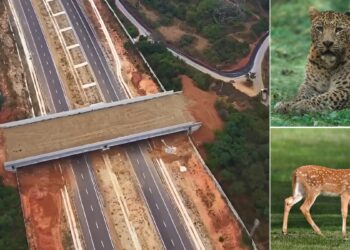 नीचे से गुजरेंगी गाड़ियां, ऊपर से जंगली जानवर! NHAI का अनोखा कारनामा, जंगल के बीच से गुजरेगा भारत का सबसे आधुनिक हाईवे