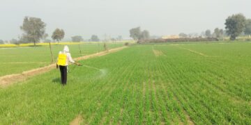 देश में खाद की कोई कमी नहीं, सरकार बोली- 2025 की तुलना में दोगुना है DAP भंडार