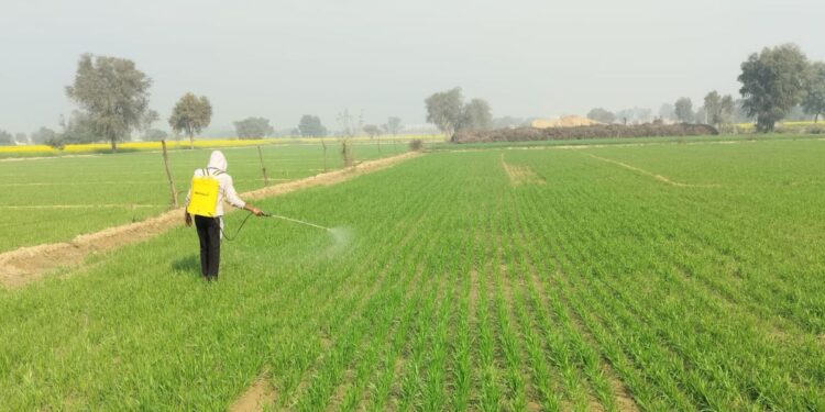 देश में खाद की कोई कमी नहीं, सरकार बोली- 2025 की तुलना में दोगुना है DAP भंडार