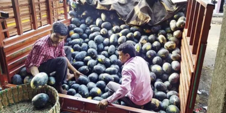मिडिल ईस्ट की जंग ने डुबोया मुंबई का फ्रूट मार्केट! कौड़ियों के दाम बिक रहे फल, व्यापारियों के निकले आंसू