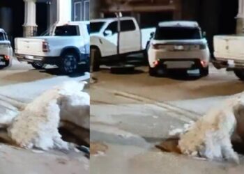 रोहित गोदारा-गोल्डी बरार गैंग ने कनाडा में दूसरे दिन की फायरिंग, Vipen Chauser से बोला- अगली बार गोली घर में चलेगी