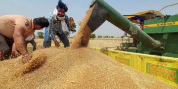 गेहूं के MSP में बढ़ोतरी, इस राज्य में किसानों को मिलेगा फायदा- जानें कब शुरू होगी खरीदारी