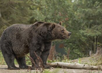 भालू ने वन दरोगा समेत 3 पर किया हमला, अब आदमखोर भालू को शूट करने का आदेश, विधायक बोले- नहीं मारा तो करेंगे आंदोलन