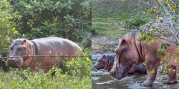 अनंत अंबानी ने कोलंबिया से की 80 दरियाई घोड़ों की जान बचाने की अपील, ‘वनतारा’ में आजीवन घर देने का रखा प्रस्ताव