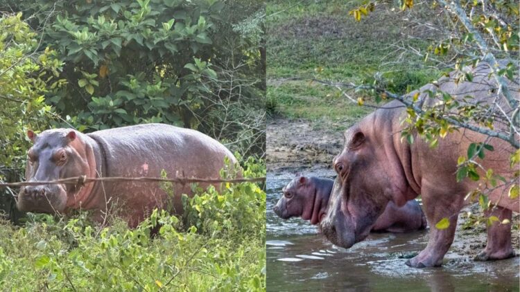 अनंत अंबानी ने कोलंबिया से की 80 दरियाई घोड़ों की जान बचाने की अपील, ‘वनतारा’ में आजीवन घर देने का रखा प्रस्ताव