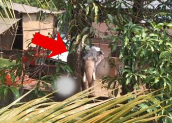 गाड़ी से उतरते ही भड़का हाथी, ले ली ड्राइवर की जान; महावत को भी कर दिया घायल