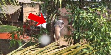 गाड़ी से उतरते ही भड़का हाथी, ले ली ड्राइवर की जान; महावत को भी कर दिया घायल