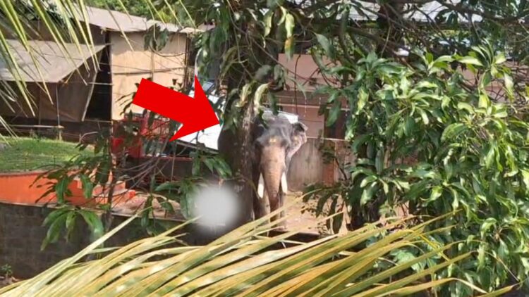 गाड़ी से उतरते ही भड़का हाथी, ले ली ड्राइवर की जान; महावत को भी कर दिया घायल