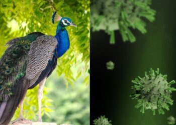 Karnataka bird flu news: H5N1 वायरस का कहर! 40 मोरों की हो गई मौत, नॉनवेज खाने को लेकर प्रशासन ने दी ये सलाह