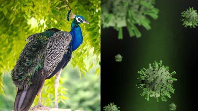 Karnataka bird flu news: H5N1 वायरस का कहर! 40 मोरों की हो गई मौत, नॉनवेज खाने को लेकर प्रशासन ने दी ये सलाह